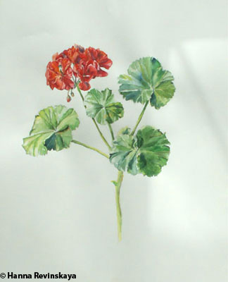 Geranium