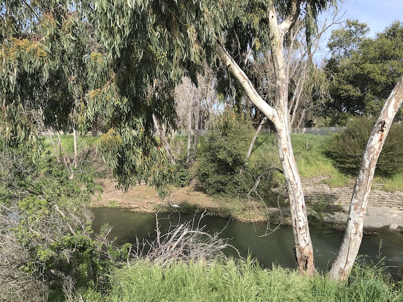 Egret near Steven's Creek