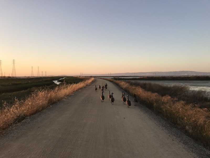 Bay trail geese