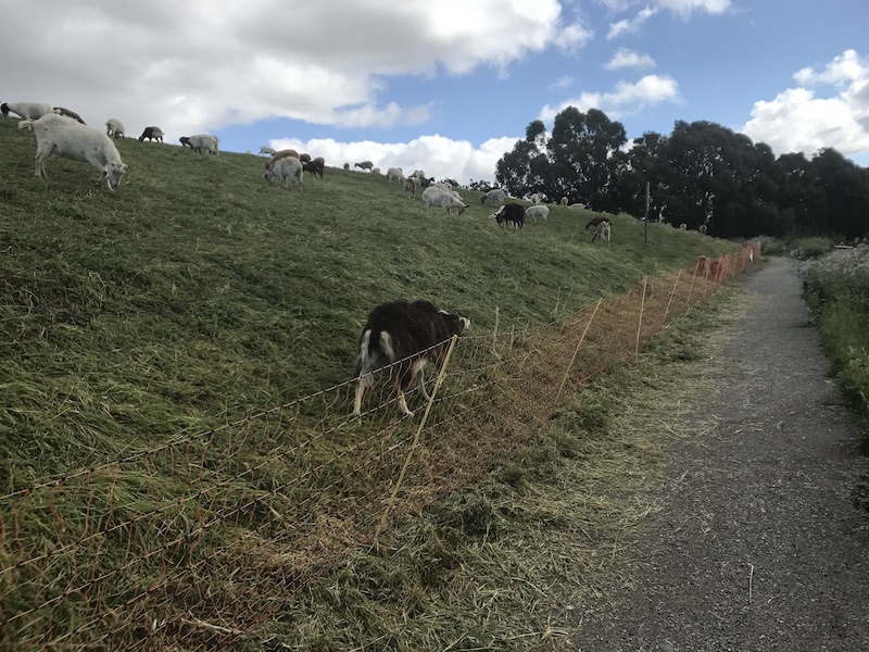 Goats near trail